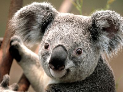 Miś koala
